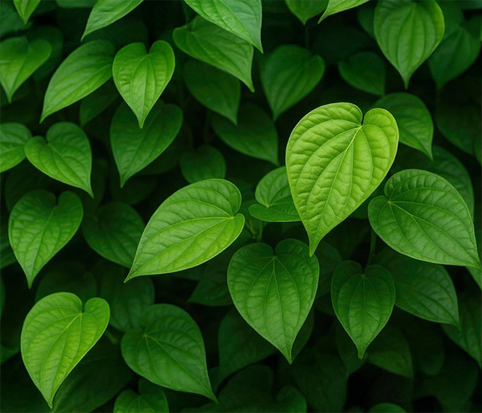 Fresh Green Tobacco Leaves Close-Up, Front View
